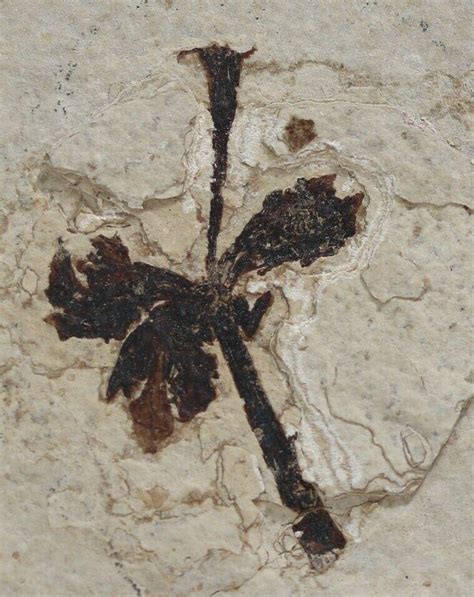 1 5 Amp Quot Fossil Monocot Flower Green River Formation Wyoming 245078