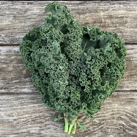 1 Bunch Green Curly Kale Windswept Farm
