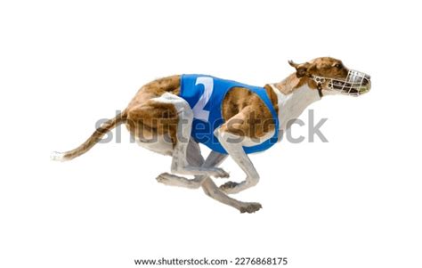 1 Thousand Dogs Bet Royalty Free Images Stock Photos Pictures Shutterstock