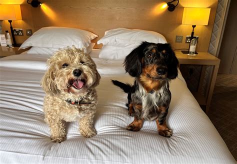 10 Best Pet Friendly Hotels In Dalhart Tx Dog Friendly Hotels Hotels Com