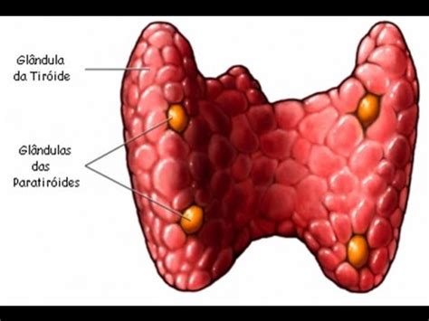 10 Coisas Sobre Tireoide Sbem 10 Coisas Sobre Tireoide Sbem