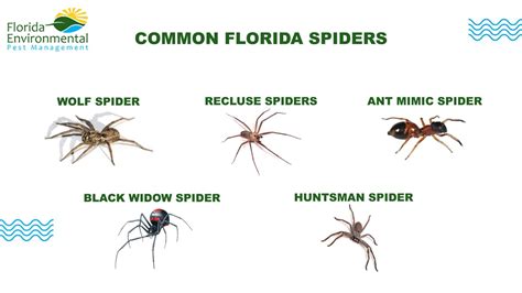 10 Common Florida House Spiders Identification Amp Details