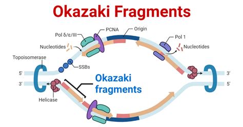 10 Facts About Okazaki Fragments To Boost Your Molecular Biology 10 Facts About Okazaki Fragments To Boost Your Molecular Biology