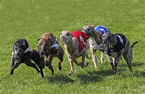 10 Fastest Racing Dog Breeds You Must Know 10 Fastest Racing Dog Breeds You Must Know