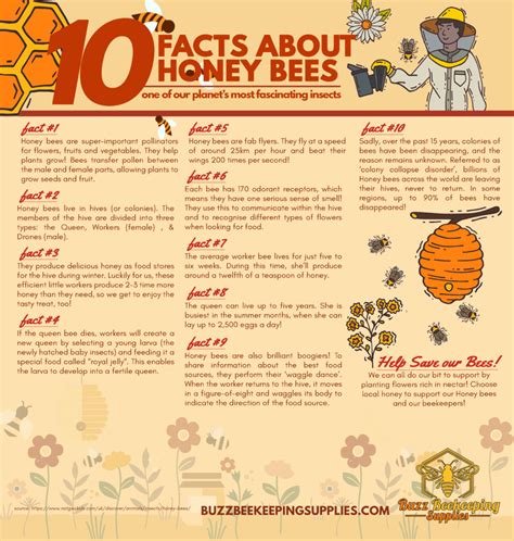 10 Fun Facts About Honey Bees Buzz Beekeeping Supplies