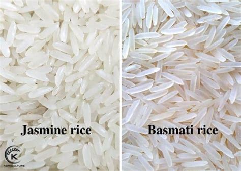 10 Key Differences Between Basmati Rice Vs Jasmine Rice For Diabetics