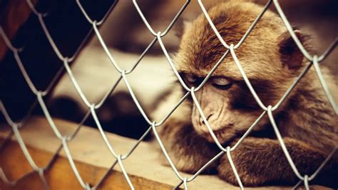 10 Reasons Why Zoos Are Bad And Should Be Banned Pop Listicle