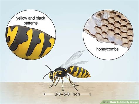 10 Ways To Identify Wasps Wikihow 10 Ways To Identify Wasps Wikihow