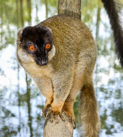 10 Weirdly Wonderful Lemur Species