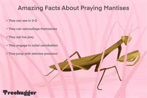 10 Wondrous Praying Mantis Facts 10 Wondrous Praying Mantis Facts