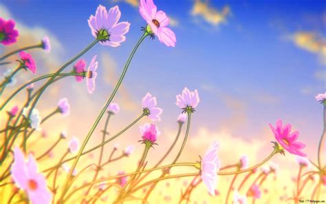 100 Anime Flower Wallpapers Wallpapers Com