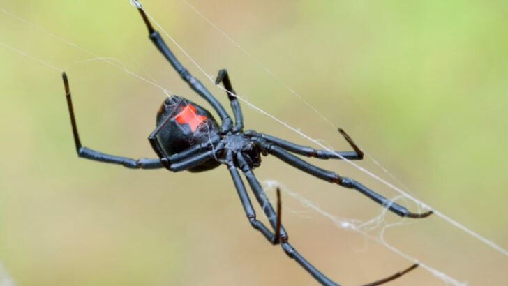 100 Interesting Spider Facts About The World S Most Feared Animal