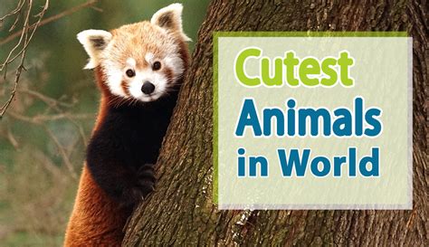 11 Of The Cutest Animals And Why Humans Love Them Howstuffworks