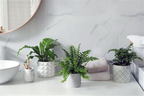 13 Best Houseplants For A Bathroom Apartment Therapy