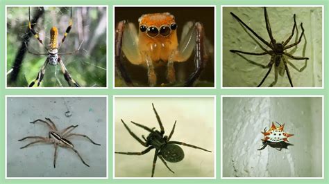 13 Common Spiders In Florida Identification Chart Pictures