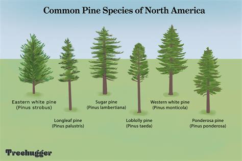 13 Most Common North American Pine Species 13 Most Common North American Pine Species