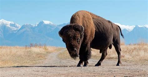 14 Fascinating Facts That Prove The American Bison Is A True Icon