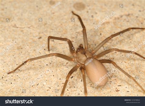 1410748022 Brown Recluse Spider Violin Spider 1410748022 Brown Recluse Spider Violin Spider