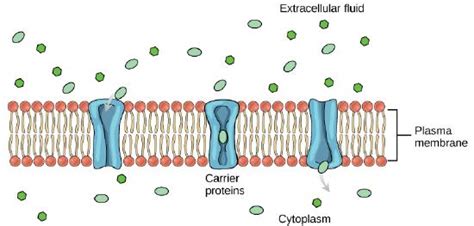15 3 Membrane Transport With Selective Permeability Biology Libretexts 15 3 Membrane Transport With Selective Permeability Biology Libretexts