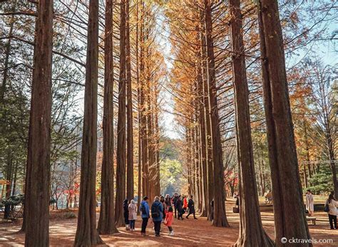 15 April 2025 Nami Island South Korea Weather Update Get Discounts On Klook With My Code Exploretomakanklook Nurulmimsyklook Exploretomakan Exploretomakankorea Klook Travelvlog