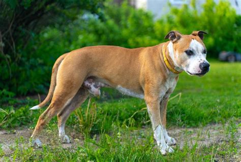 15 Fascinating Facts About American Staffordshire Terriers Dog Breed Pro