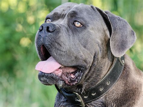 15 Fascinating Facts About Cane Corso Dog Breed Pro
