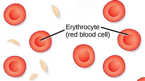 16 3 Erythrocytes Medicine Libretexts 16 3 Erythrocytes Medicine Libretexts