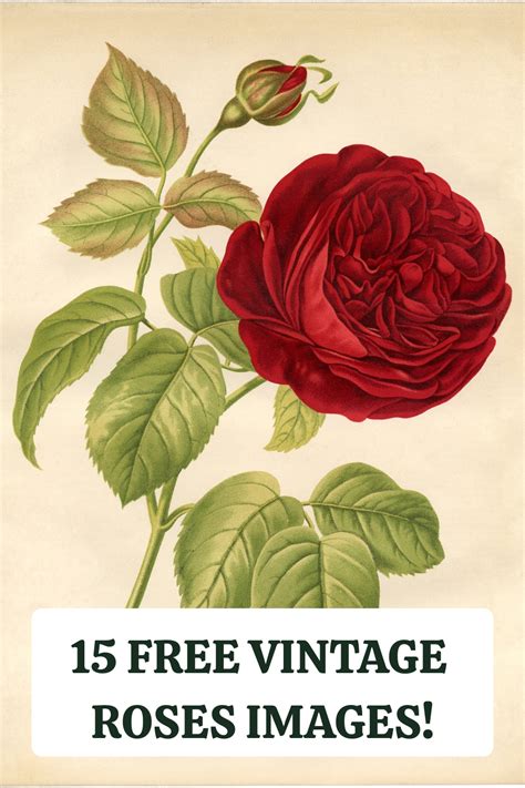 16 Free Vintage Roses Images Gorgeous The Graphics Fairy