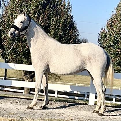 16 Silver N Sassy 21201751 A Daughter Of Cash Silver N Prestige And Out Of A Generator And