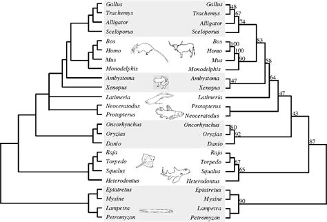 2 4 Phylogenetic Trees And Classification Digital Atlas Of Ancient Life