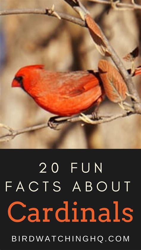 20 Fun Interesting Facts About Cardinals 2023 Backyard Birds