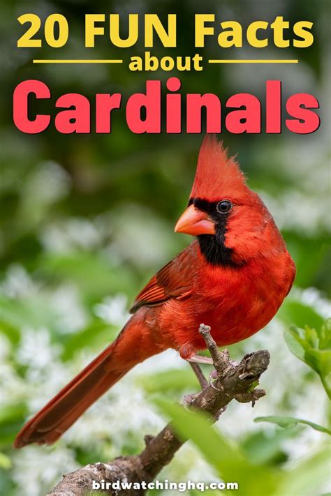 20 Fun Interesting Facts About Cardinals 2024 Backyard Birds