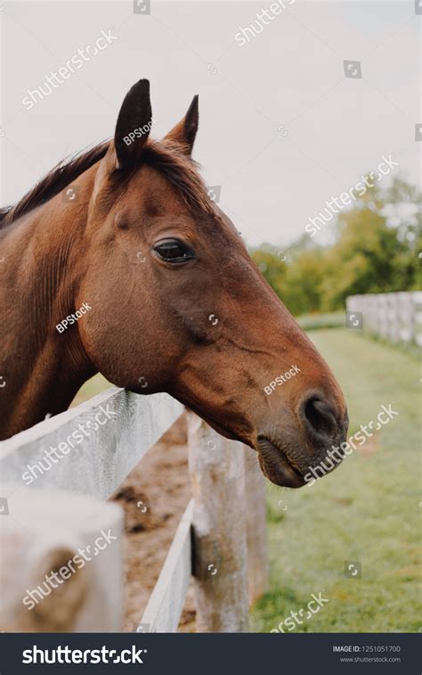 20 Thousand Horse Side View Royalty Free Images Stock Photos Pictures Shutterstock