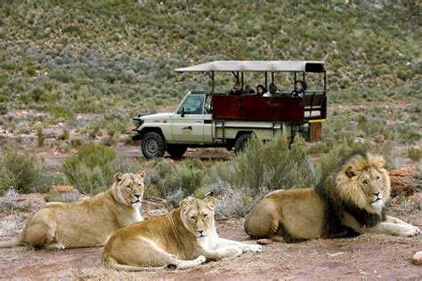 2025 Cape Town South Africa Best Of Aquila Safari Tour Cape Town Central With Trusted Reviews