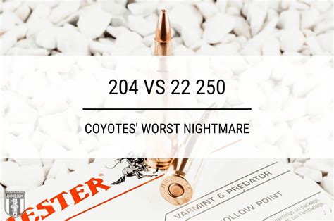 204 Vs 22 250 Coyotes Amp 39 Worst Nightmare