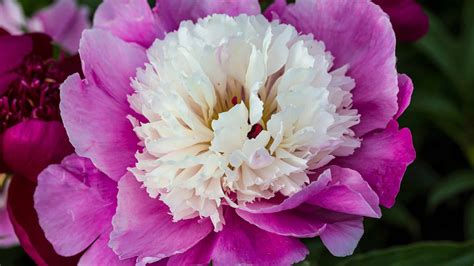 22 Beautiful Flowers That Start With P A Z Animals