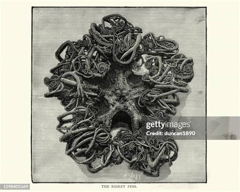 251 Basket Sea Stars Stock Photos High Res Pictures And Images