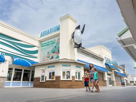 26% Off Jenkinsons Aquarium Coupon | January 2025 26% Off Jenkinsons Aquarium Coupon | January 2025