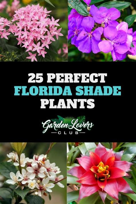 27 Perfect Florida Shade Plants Garden Lovers Club