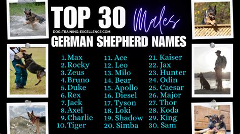 270 Police Dog Names For Your Pup Timberwolfpet
