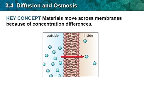 3 4 Diffusion And Osmosis Key Concept Materials