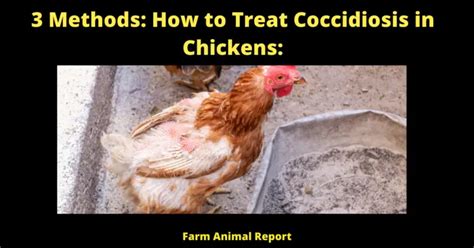 3 Methods How To Treat Coccidiosis In Chickens Effective Treatment