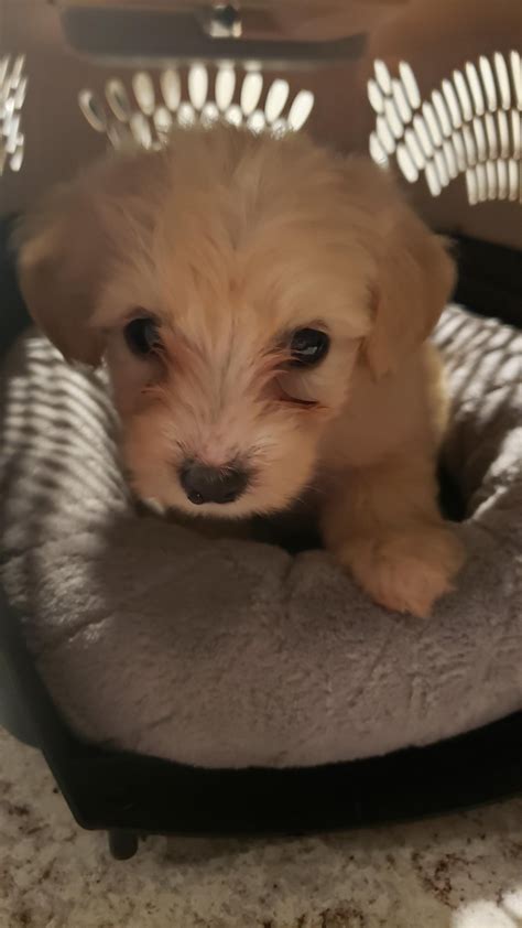 3 Years Ago Today I Brought Aloy Home R Maltipoo