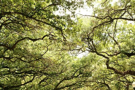 30 Sinous Stock Photos Pictures Amp Royalty Free Images Istock