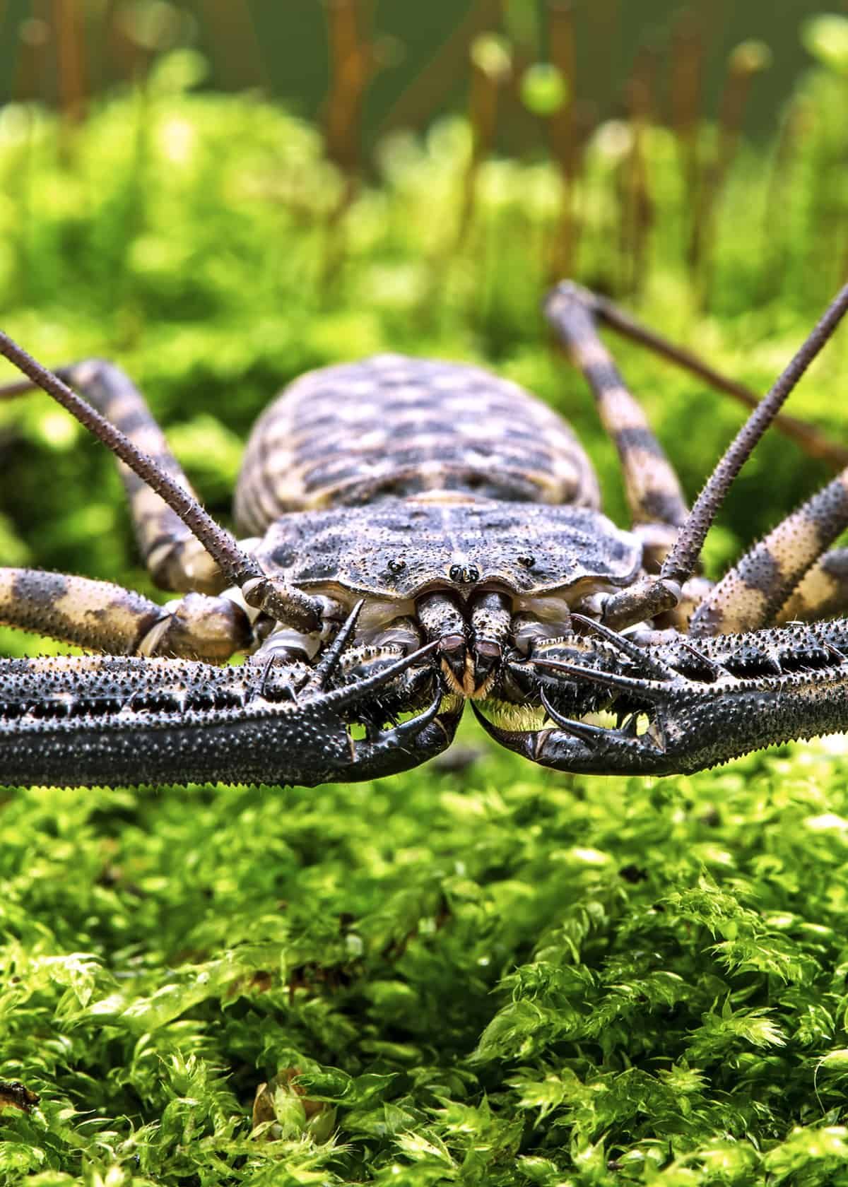 30 Tailless Whip Scorpion Facts Harmlessly Terrifying Artofit