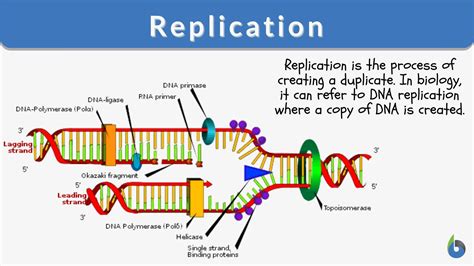 34 Dna Structurer And Replication Biology Notes For A Level