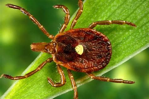 38 Facts About Lone Star Tick Meat Allergy Facts Net 38 Facts About Lone Star Tick Meat Allergy Facts Net