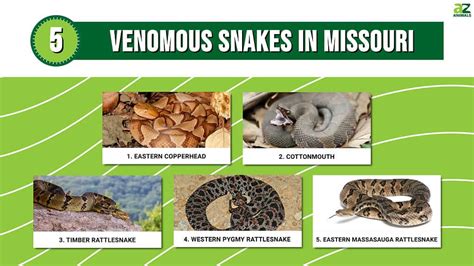 38 Snakes In Missouri 5 Are Venomous A Z Animals