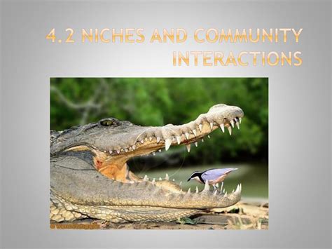 4 2 Niches And Community Interactions Ppt Download 4 2 Niches And Community Interactions Ppt Download