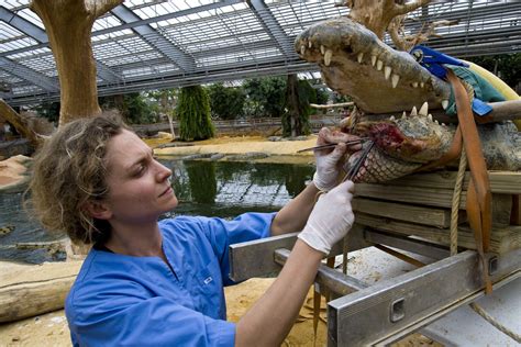 4 Insider Tips To Get A Zoo Job Zoo Veterinarian Zoo Vet School